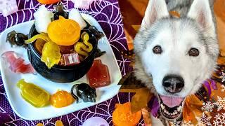 Spooky DIY Gummy Halloween Dog Treats  DIY Halloween Dog Treats