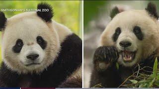 Pandas arrive at National Zoo, but won't be ready for public debut until January