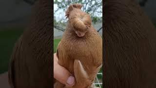 #pegions #pigeon #tauben #golubi #golub