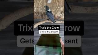 Trixie the Crow Gets A Present! (Part 1)