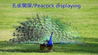 孔雀開屏/Peacock displaying