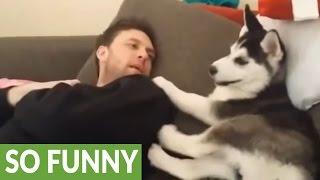 Husky puppy has "heated debate" with human