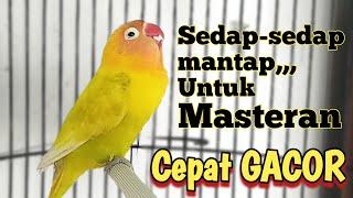 Masteran lovebird fighter rajin ngekek, mudah di tirukan dan cepat pancing lb ngekek gacor