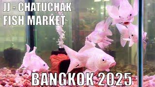 [4K UHD] ( Chatuchak ) JJ Fish Market on Wednesday ,  Bangkok 2025