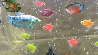 Can glofish tetras and gourami fish live together ? can you mix gouramis and glofish tetras ?