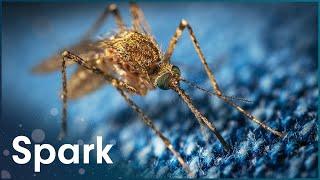 Why Mosquitos Are The Most Dangerous Creatures In The World | Zapped | Spark