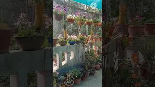 Rooftop gardening ideas // Rooftop garden arrangements // Terrace garden  #youtubeshorts #shorts