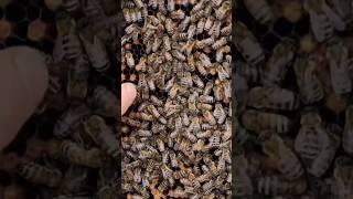Ещё неплодка и уже отрутнела #bee #пчеловодство #beekeeper