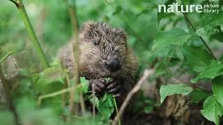 Eurasian beaver (Castor fiber) juvenile feeding among vegetation, Lucerne, Switzerland. July.