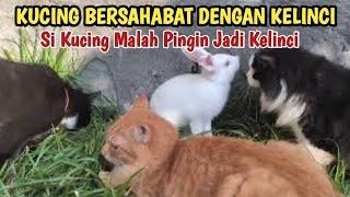 SEMUA KUCING BERSAHABAT DENGAN KELIN DAN OSIN MALAH KEPINGIN JADI KELINCI