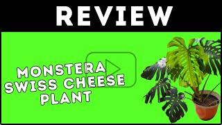 Monstera (Swiss Cheese Plant) Review