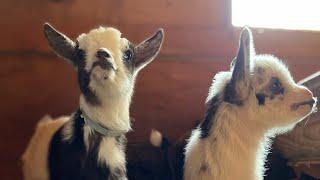 How to Bottle Feed and Bottle Train Baby Goats!