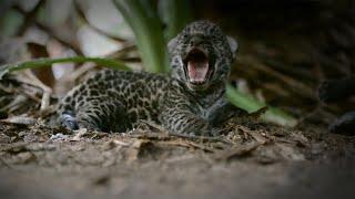 Re-Wilding Orphan Jaguar Cubs | Close Encounters | BBC Earth