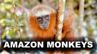 Amazon Jungle Monkeys - Ambient Nature Sounds from the Amazon Rainforest for Meditation