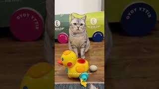 Cat Gets Unexpected Surprise Inside Egg