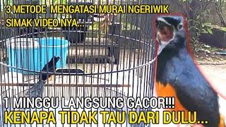 Begini mengatasi murai cuma ngriwik saja!!! 3 metode ini seminggu langsung gacor dor.@Ichon-GACOR