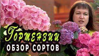 Гортензия крупнолистная. Обзор сортов