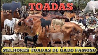 Melhores Toadas de Gado Famosos do Sertão!