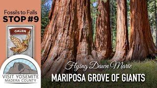 Fossils to Falls STOP 9: Mariposa Grove of Giant Sequoias - EPIC Scavenger Hunt in Yosemite & Madera