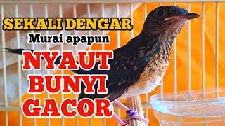 Pancingan murai trotol agar ngeplong dan murai batu pastol bunyi gacor | murai trotol gacor 4