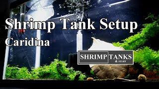 Simple Shrimp Tank Setup | Caridina | Taiwan Bee | King Kong