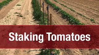 Grow More Give More: Staking Tomatoes