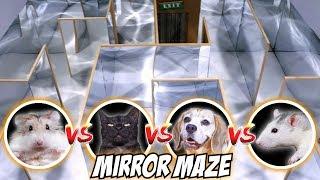 MIRROR MAZE COMPETITION - CAT / RAT / DOG / HAMSTER