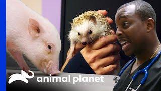 A Pig and a Hedgehog Get Their Health Check Ups! | The Vet Life