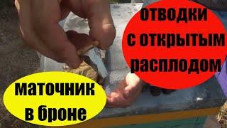 Пчеловодство Маточник в броне Как подсадить маточник в отводок с открытым расплодом