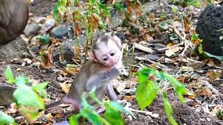 Active baby monkey, He disturbs mother so much, Molia gently warns baby