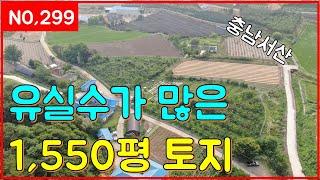 (매물번호299번)유실수가 많은 1,550평 토지(일등부동산티비)