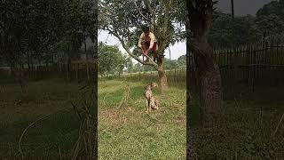 leopard catching funny videos #viral #youtubeshorts #shorts_ #animal #jungle