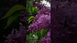 Ветка сирени #рекомендации #лето