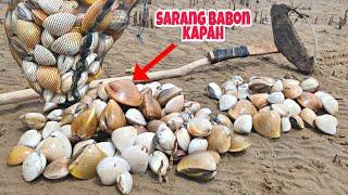 Panen kerang dengan nelayan setempat, alat cari kapah mantap tarik tarus