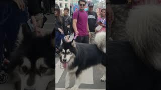 Alaskan Malamute #shorts #baguiocity