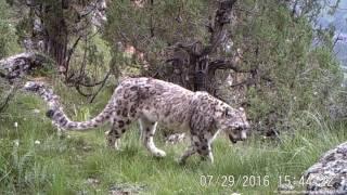 Common Leopard & Snow Leopard Sharing Habitat