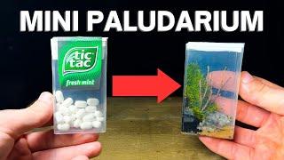 Turning a Tic Tac Box Into a Mini Paludarium!