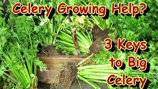 How to Plant Celery - 3 Keys to Success, Preparing the Soil Organically & How to Seed Start Them!