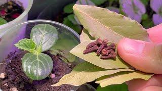 After That, Even Weak Cucumbers Will Become Fat and Strong Immediately! Grandma's Feeding Helps Out!