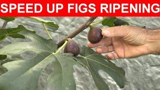 How To Speed Up Ripening Of Figs Part 1 @backyardfigs