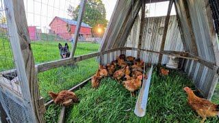 Moving Broilers To Pasture // Whitt Acres