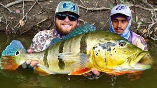 Huge Topwater Blowup!! Peacock Bass Fishing Amazon (Colombia Day 6)