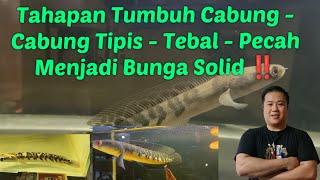 Proses ‼️ Tahapan Tumbuh Cabung - Pecah Bunga ... Pengalaman Pribadi No Debat ...