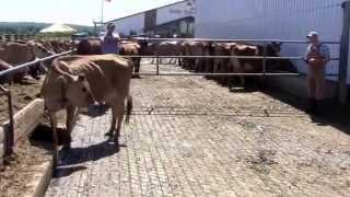 Jersey Classification at Hoard's Dairyman Farm