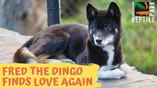 Fred the Dingo Finds Love Again | Australian Reptile Park