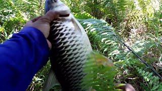 Mancing Ikan Jelawat || Leptobarbus hoevenni Borneo River