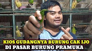 KIOS BROCINTA!!! UPDATE HARGA BURUNG HARI INI DIKIOS ANAK LANANG PASAR BURUNG PRAMUKA TERBARU