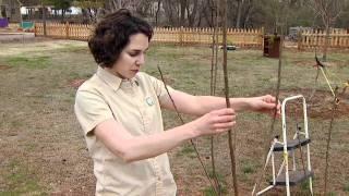 High Density Planting for Fruit Trees