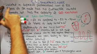 CVS physiology lecture 16 || The sinoatrial node || SA node || Rhythmicity of sinus fibers.