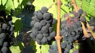 A walk through the Estate Pinot Noir vineyard:  Pre-harvest